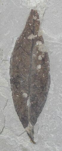 Fossil Leaf (Styrax) - Green River Formation #29190